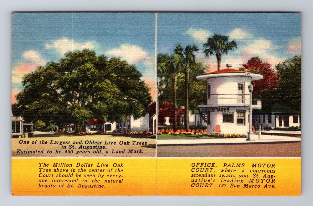 St Augustine FL Florida Largest Live Oak Tree Antique Vintage Postcard