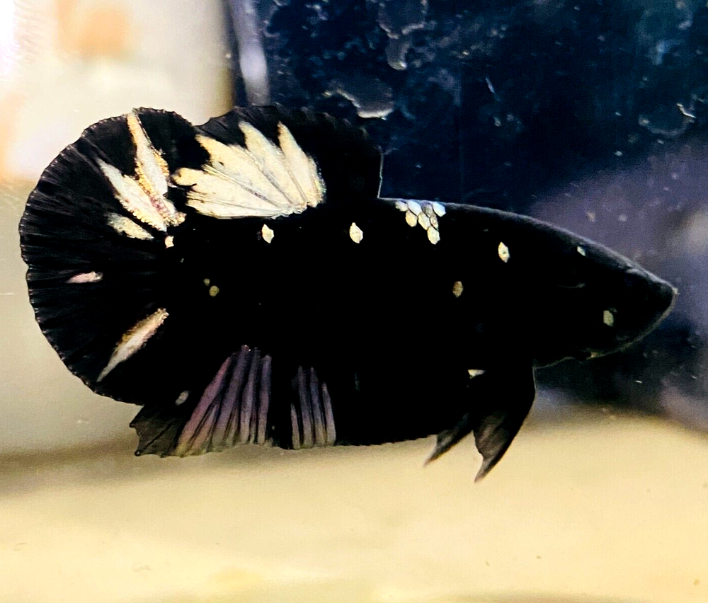 Live Betta Fish HMPK Avatar Nebula Copper Gold Galaxy Male #AS08 From Indonesia