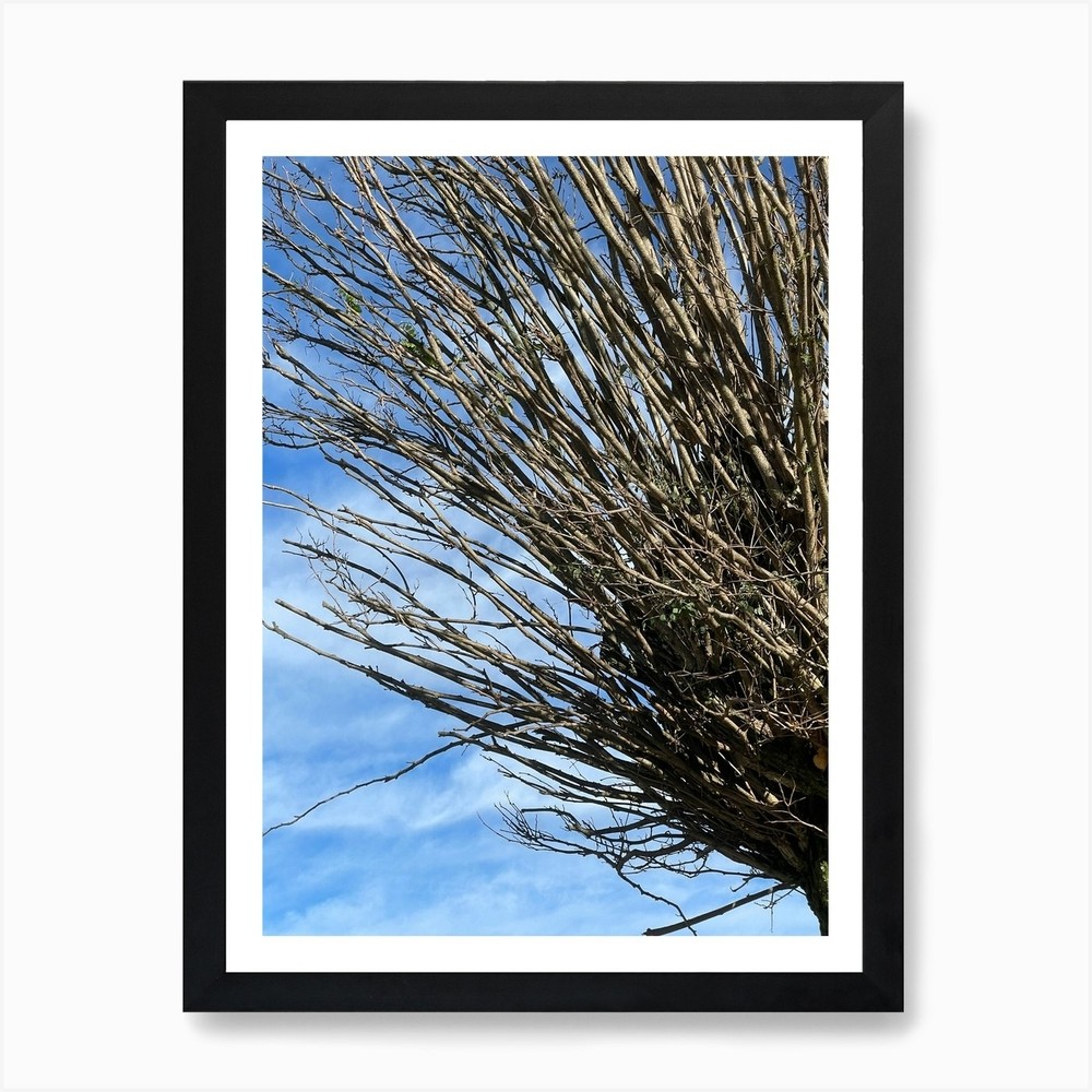 Tree With No Leaves Art Print Framed Wall Art Poster Canvas Print Picture
