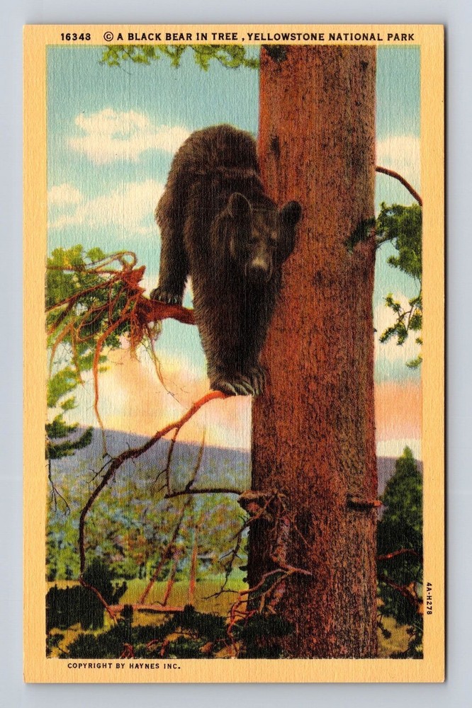 Yellowstone National Park, Black Bear In Tree, Antique, Vintage Postcard