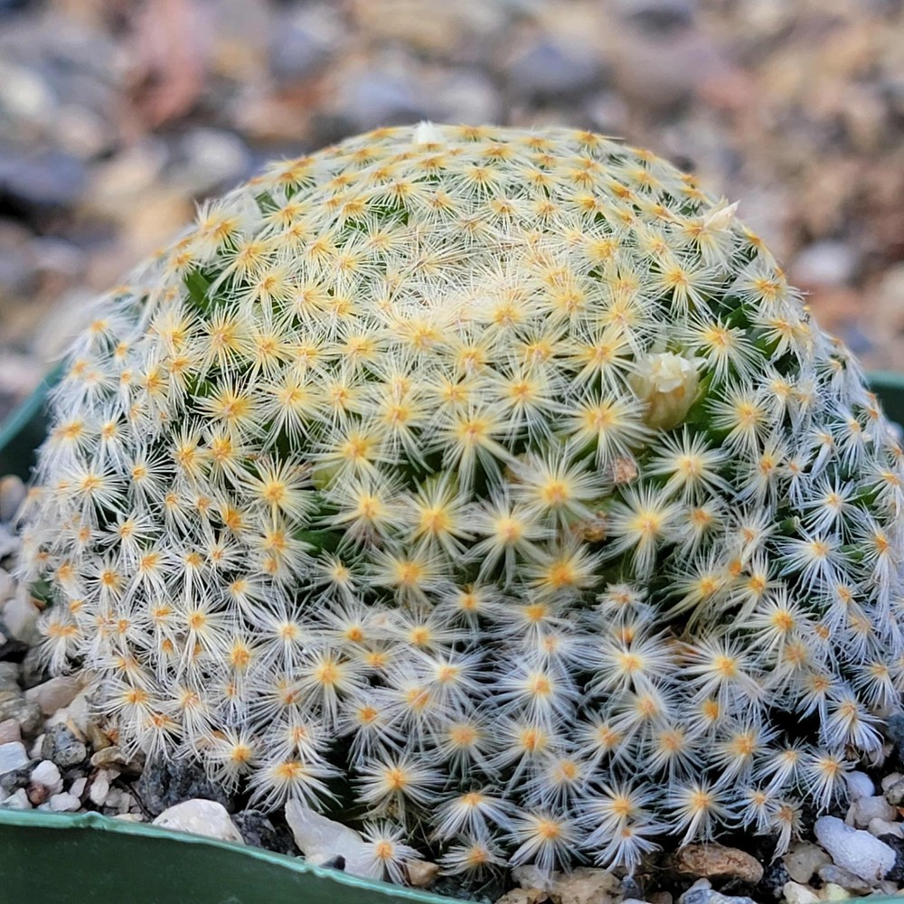 Mammillaria schiedeana