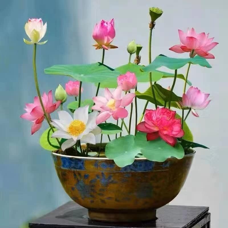 20 Mixed Color Lotus Seeds – Water Lily Bonsai Aquatic Flower for Home Gardening