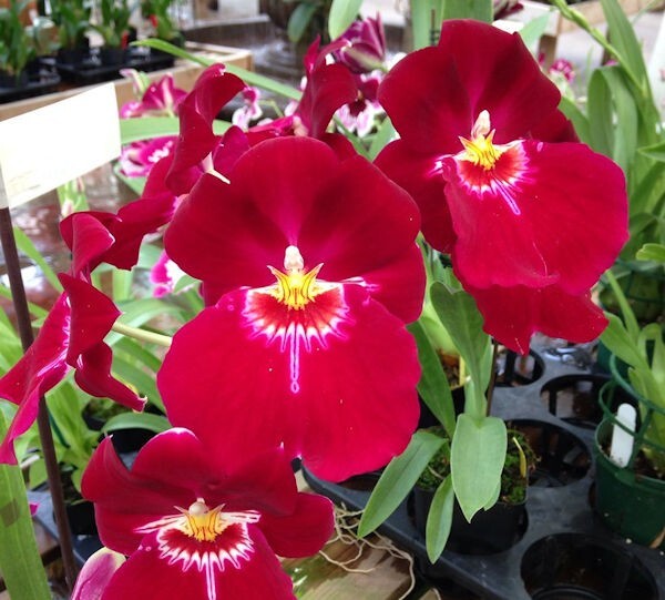 Miltonopsis Bert Fields 'Crimson Glow'' Live Orchid Plant 1B25