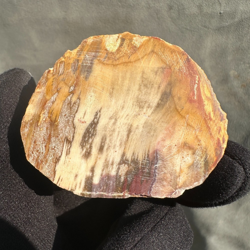 Natural Petrified Wood Stone Slab 148g Colorful Fossil Crystal Polished