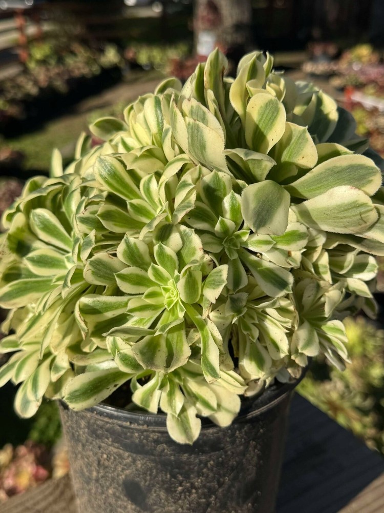 Succulent live plant Aeonium Maybach Office plant Live Plant Home decor Plant