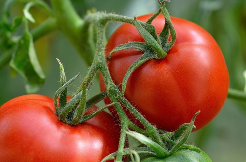Manitoba Prairie Tomato Seeds - Cool Climate NON-GMO Free Shipping