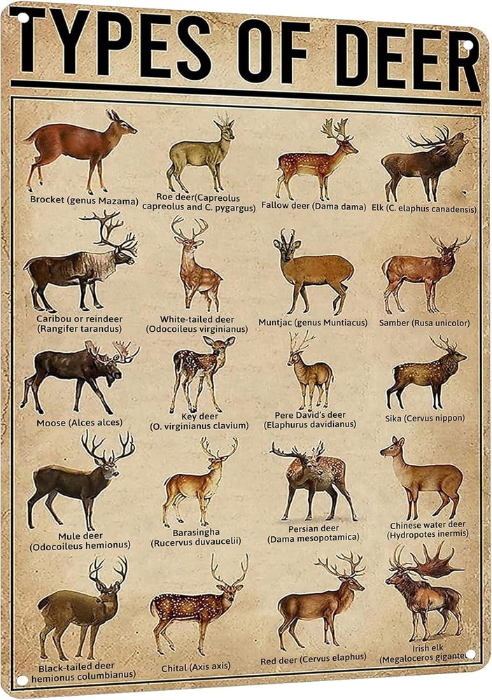 Rustic Types of Deer Metal Sign, Vintage Farmhouse Wall Art Tin Sign - Hunting D