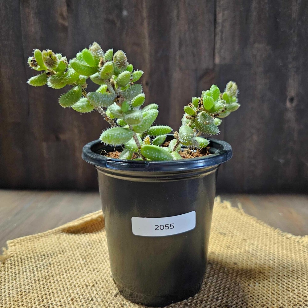 Delosperma Echinatum ‘Pickle Plant’ in a 4