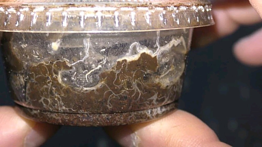 Full Grindal worm starter culture LIVE fish food for Amphibians Reptiles Betta