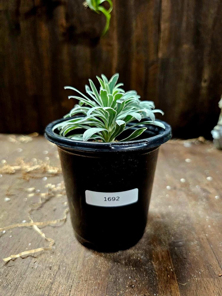 Euphorbia 'Glacier Blue'  in a 4