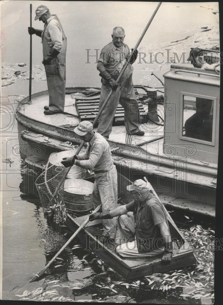 1959 Press Photo Sanitation Workers netting dead Alewives from Milwaukee River