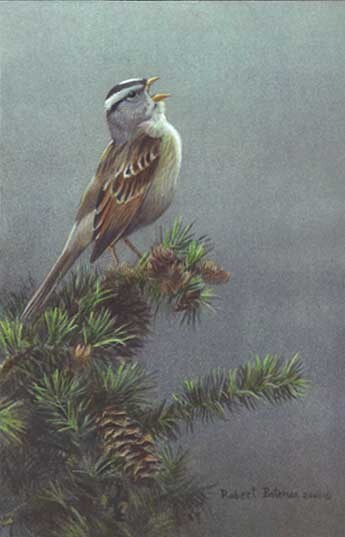 Robert BATEMAN White Crowned Sparrow Limited Edition art Print COA Brand new