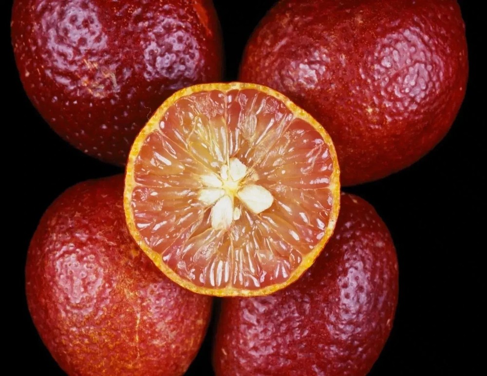 5 SUPER RARE Australian Red Lime Zone Citrus Australasica Hybrid Organic Seeds