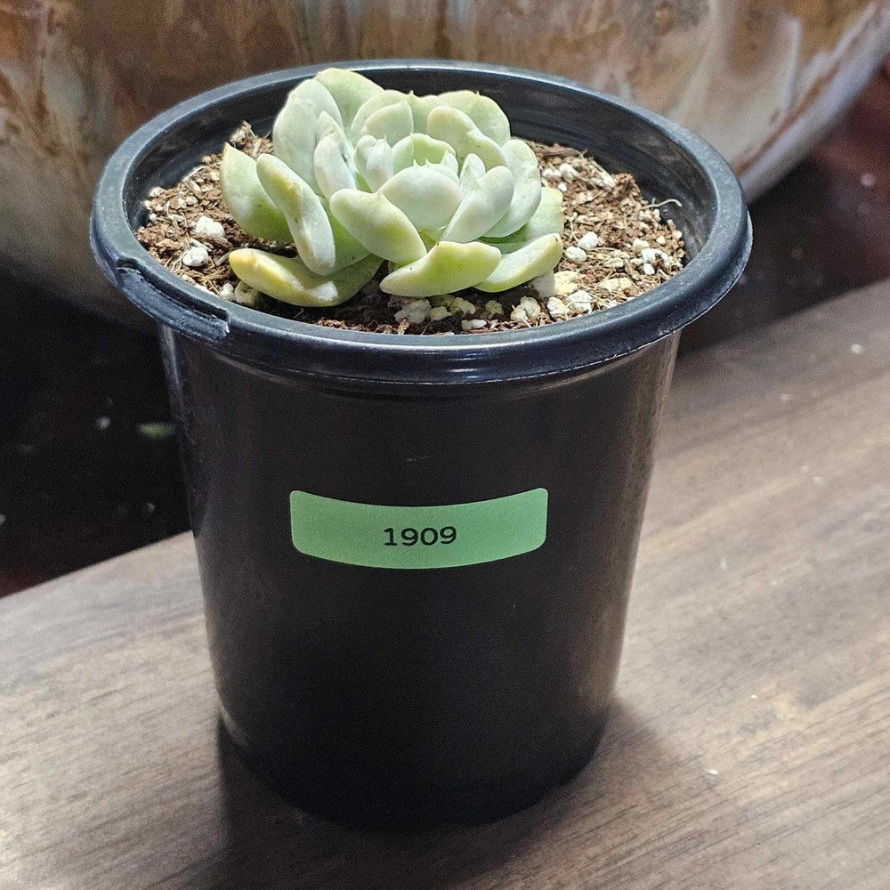 Echeveria 'Topsy Turvy' (Rooted) in a 4