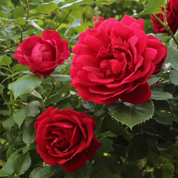 SUPER RARE Climbing Blaze Roses - 3 unrooted cuttings for rooting or grafting