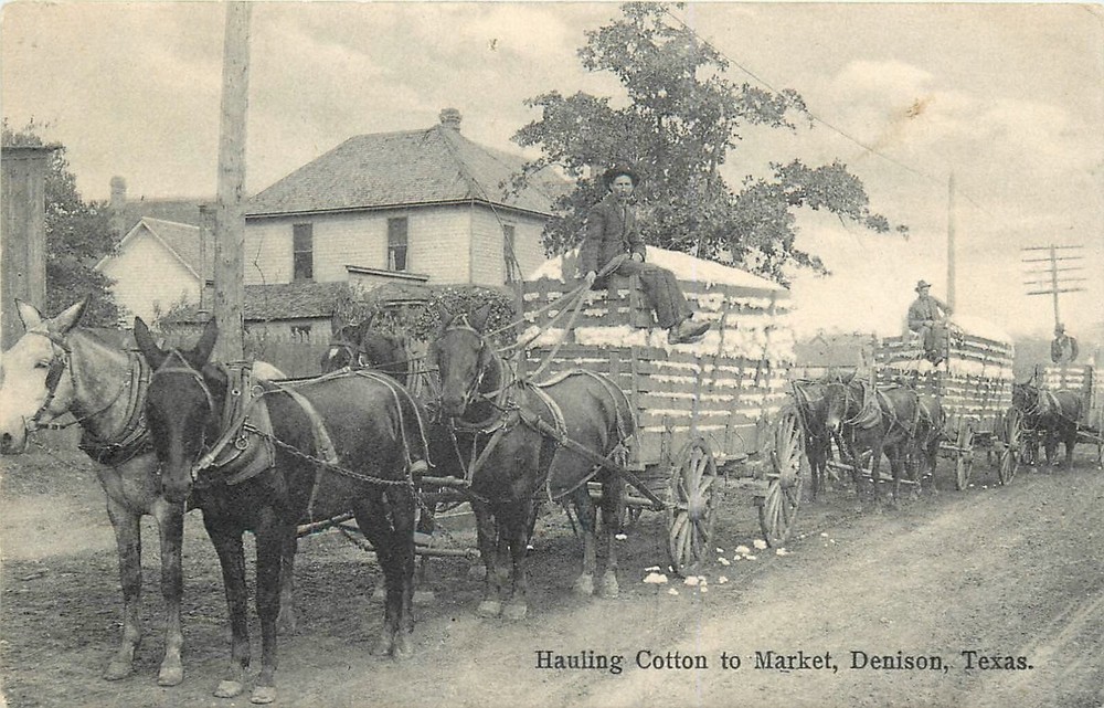 1908 Denison Texas Hauling Cotton to Market Crumpton Occupation Postcard 25-784