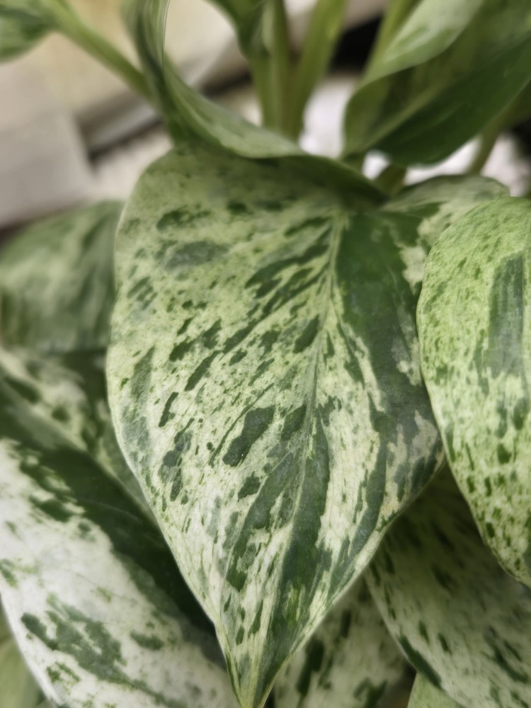Snow Queen Pothos Variegated Cutting – Live Indoor/Outdoor Houseplant