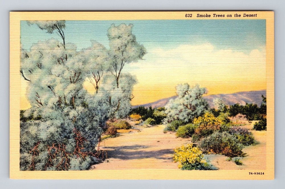 Smoke Tree on the Desert, Plants, Antique Souvenir Vintage Postcard