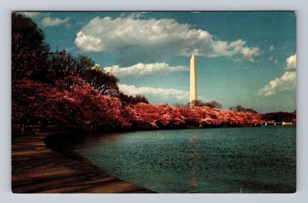 Vintage Cherry Blossoms Washington Monument DC Postcard PC  