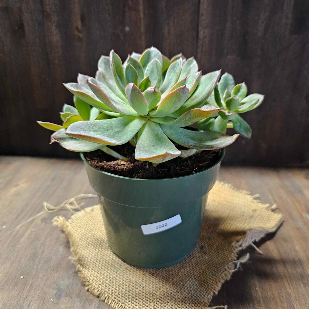 Echeveria Blue Prince (Rooted) 6