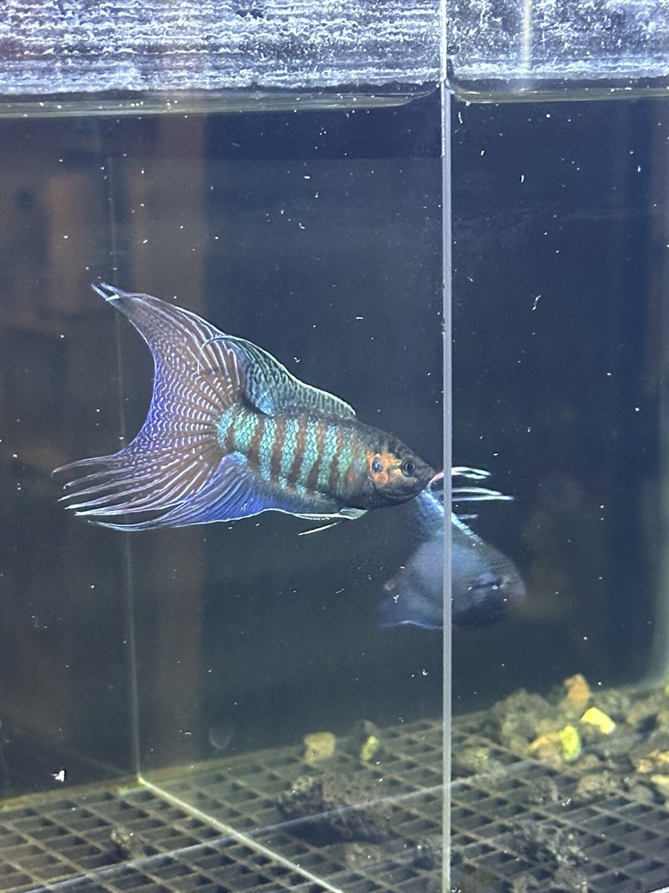 Live Betta Fish Colourful Wild Type Paradise Fish Big/spine Tail (1 Pairs)