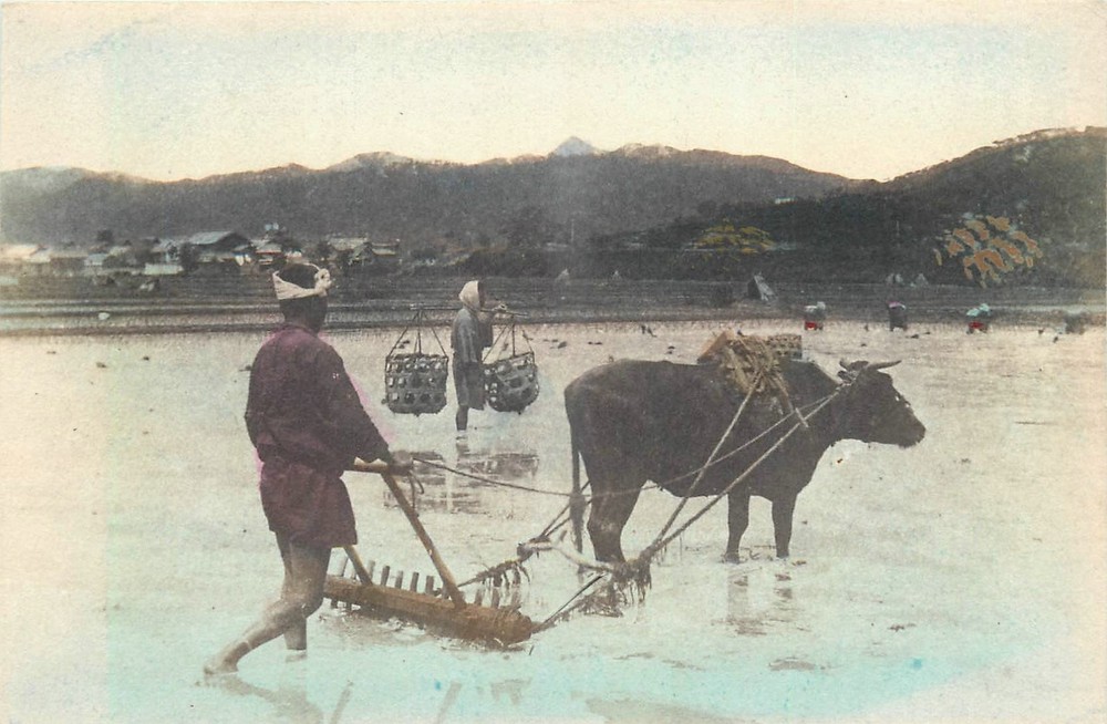c1910 Japan Farming rice fields occupation Postcard 25-6007