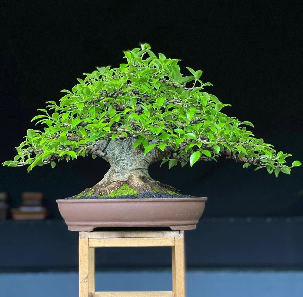 Actual plant Bonsai Ficus Racemosa bonsai tree free phitosanitary